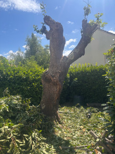 Photo de galerie - Elagage et coupe d'arbres