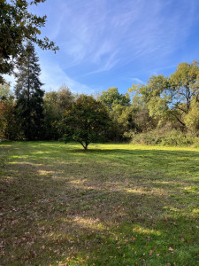 Photo de galerie - Tonte de pelouse - Débroussaillage