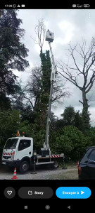 Photo de galerie - Elagage et coupe d'arbres