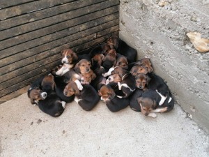 Photo de galerie - Garde de 20 chiots chez le propriétaire 