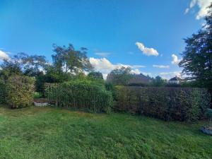 Photo de galerie - Taille sévère dans une haie mélangée pour harmonisation des hauteurs. 