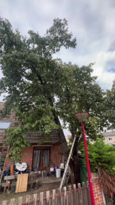 Photo de galerie - Elagage et coupe d'arbres