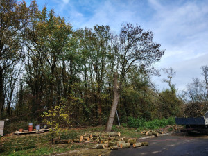 Photo de galerie - Elagage et coupe d'arbres