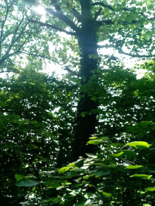 Photo de galerie - Elagage et coupe d'arbres