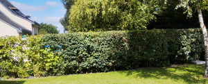 Photo de galerie - Taille de haie persistante