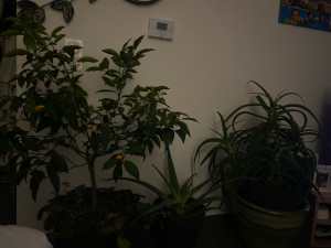 Photo de galerie - Mes belles plantes ?