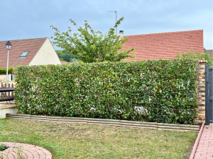 Photo de galerie - Taille de haies et d'arbustes