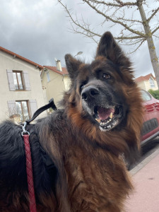 Photo de galerie - Berger allemand que je promène régulièrement 