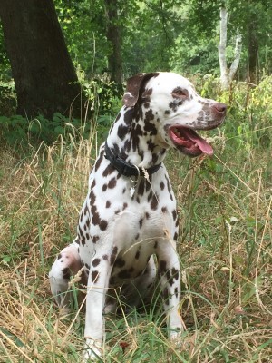 Photo de galerie - Garde chien avec ballade en forêt 