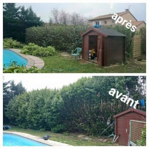 Photo de galerie - Taille de haies et d'arbustes