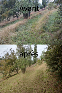 Photo de galerie - Débroussaillage d'un terrain en pente sur la commune de Monès. 16/09/25