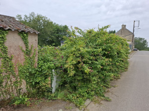 Photo de galerie - Taille de haies et d'arbustes