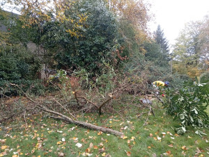 Photo de galerie - J’ai effectué un travail de débroussaillage et d’élagage dans le jardin. J’ai coupé les branches envahissantes et rassemblé les déchets verts afin de nettoyer l’espace, améliorer l’aspect du jardin et favoriser la bonne croissance des plantes.