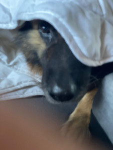 Photo de galerie - Garde chien