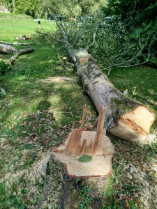 Photo de galerie - Arbre abattu 