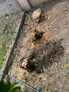 Photo de galerie - 3 bûche à déterré 