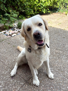 Photo de galerie - Garde chien