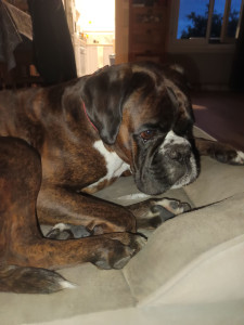 Photo de galerie - Boxer gardé il y a quelques mois 