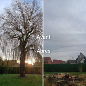 Photo de galerie - Abattage saule pleureur 