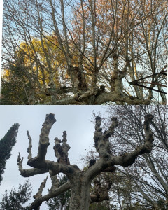 Photo de galerie - Elagage d’un platane laissé a l’abandon depuis des années. La demande du client était de retrouver une tonnelle afin d’avoir de l’ombre sur la terrasse. Client content ✌️