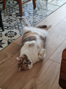 Photo de galerie - Garde animaux