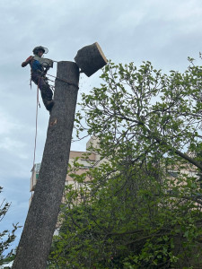 Photo de galerie - Elagage et coupe d'arbres