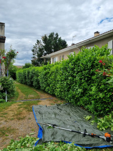 Photo de galerie - Taille de haies et d'arbustes