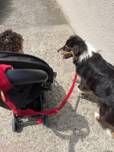 Photo de galerie - Pet’sitter