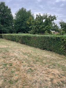 Photo de galerie - Taille de haies et d'arbustes