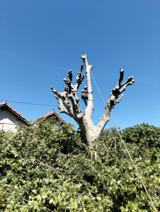Photo de galerie - Rabaissement de la branche de platane