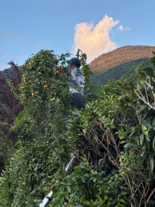 Photo de galerie - Taille en vert mirabellier. 