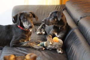 Photo de galerie - Garde chien