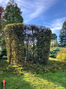 Photo de galerie - Taille de charmille 