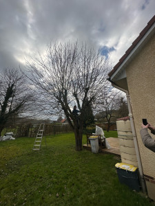 Photo de galerie - Elagage et coupe d'arbres