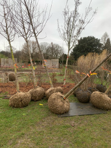 Photo de galerie - Plantation d’arbre