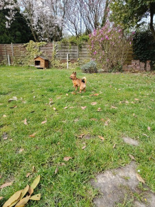 Photo de galerie - Garde chien