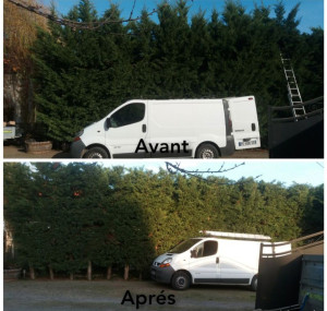 Photo de galerie - Rabattage de haies plus taille