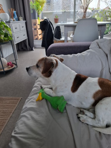 Photo de galerie - 
garde chien (petits ) 