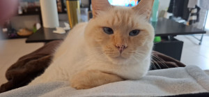 Photo de galerie - Voici olaf