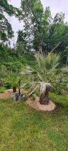 Photo de galerie - Plantation de palmier et fougère arborescente. 