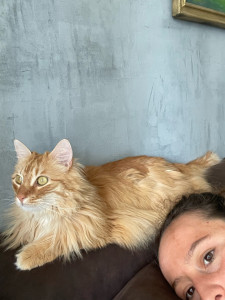 Photo de galerie - Garde chat