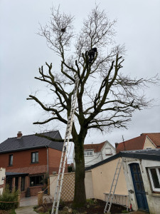 Photo de galerie - Taille arbre avant 