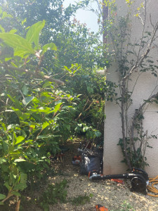 Photo de galerie - Taille de haies et d'arbustes