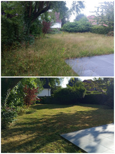 Photo de galerie - Reprise en main d'un jardin sur la tonte 