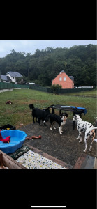 Photo de galerie - Garde de chien !