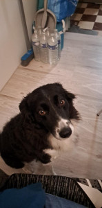 Photo de galerie - Garde chien