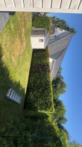 Photo de galerie - Taille de haies et d'arbustes