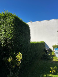 Photo de galerie - Taille de haies et d'arbustes