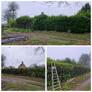 Photo de galerie - Rabattage haie Laurier palme