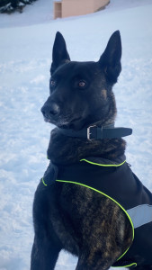 Photo de galerie - Pumba notre chien ?